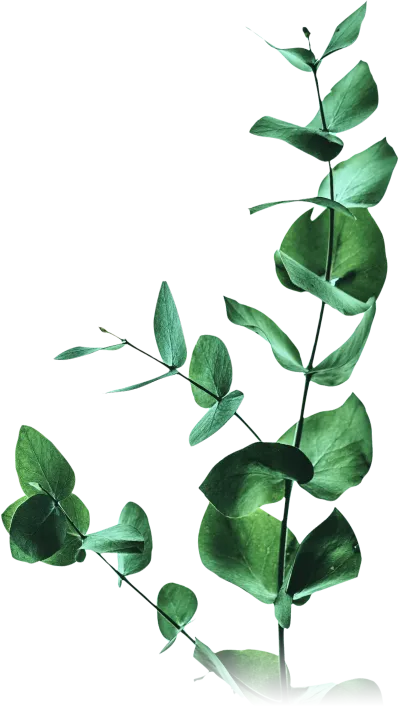Eucalyptus plant